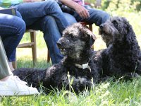 Puppys van Bliss040622-0174